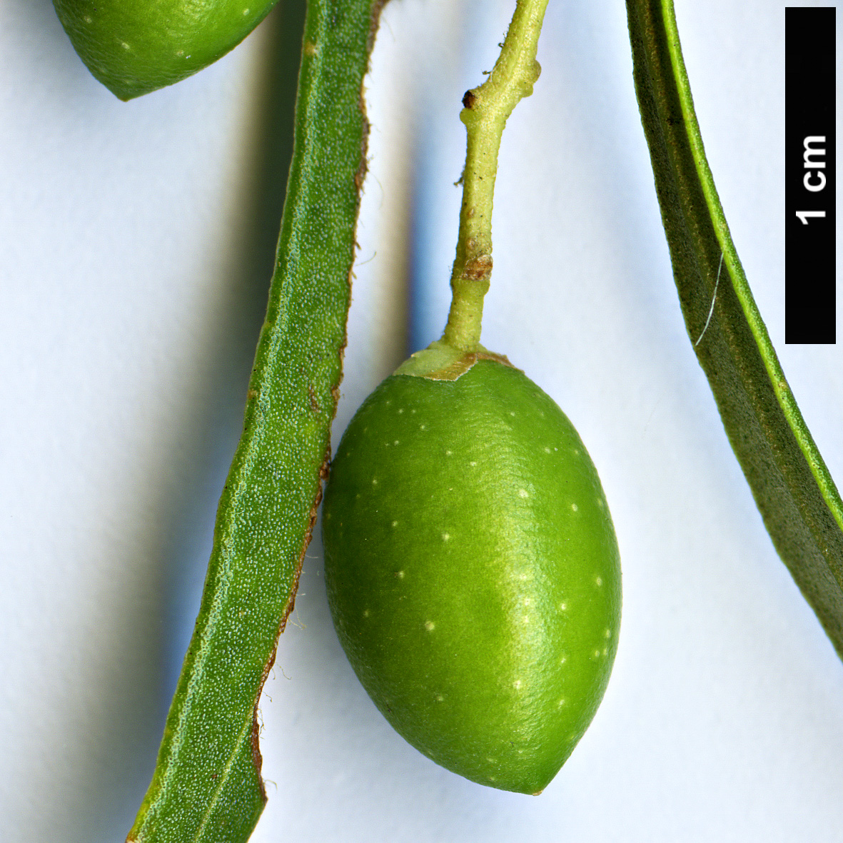 High resolution image: Family: Oleaceae - Genus: Olea - Taxon: europaea - SpeciesSub: subsp. cerasiformis